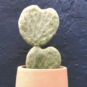 Opuntia Burbank Spineless <br>[Prickly Pear] - Double Pad