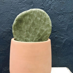 Cutting Large Opuntia Burbank Spineless <br>[Prickly Pear] - Single Pad