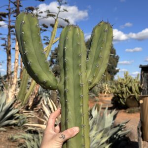 Myrtillocactus Geometrizans 25 -30cm