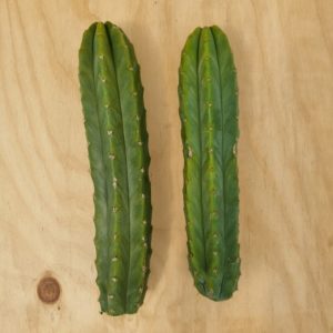 Echinopsis Pachanoi 30-40cm