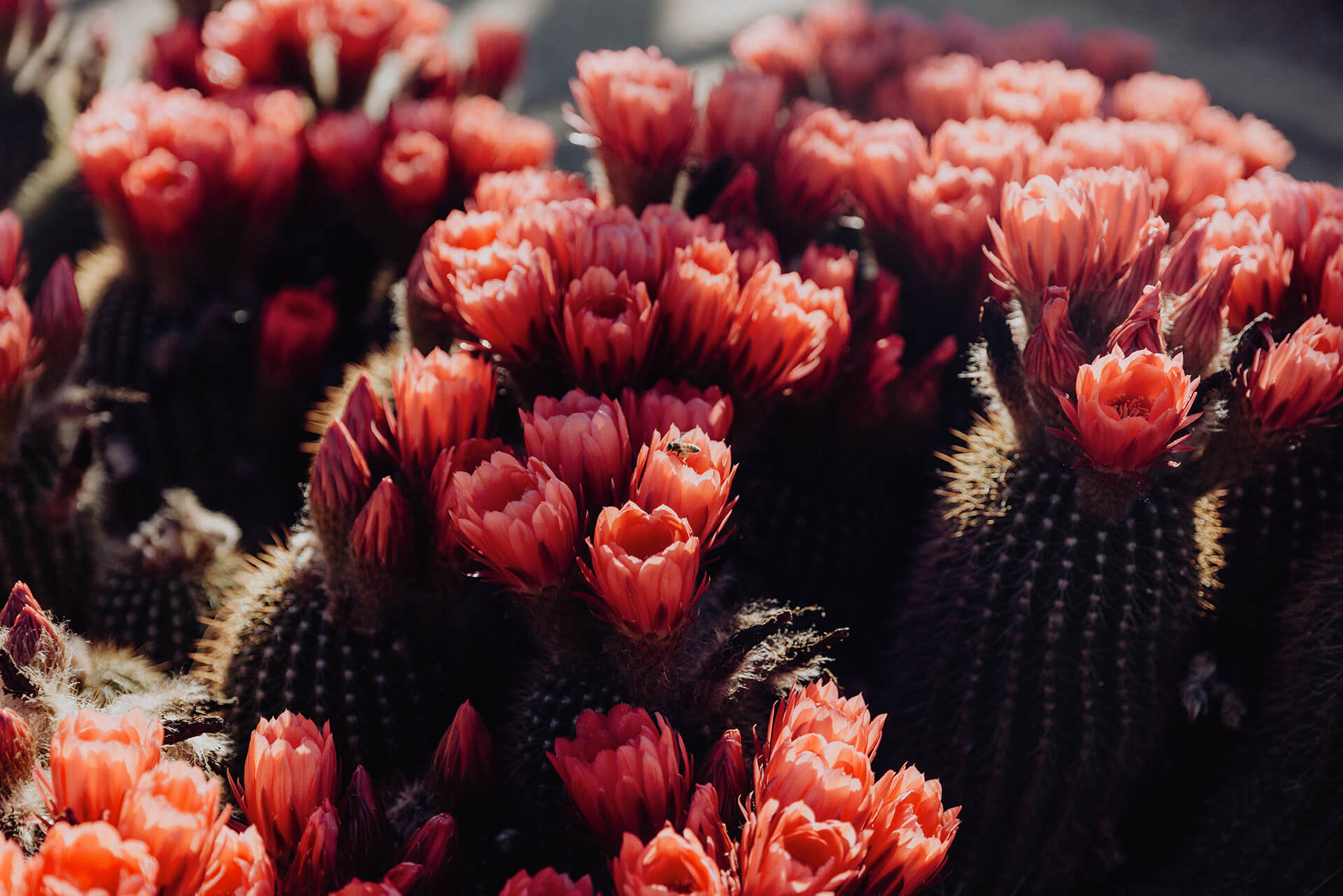 Coral pink cactus flowers blooming in the gardens at Cactus Country.