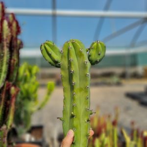 Myrtillocactus Geometrizans 25 -30cm