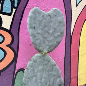 Opuntia Burbank Blue Spineless cutting
- Double Pad