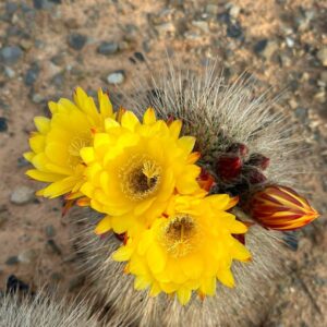 Soehrensia Hybrid Yellow Flower 40-45cm