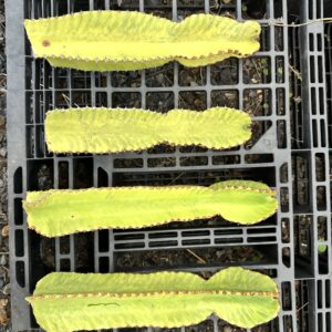 Euphorbia Ammak Variegata 25-30cm