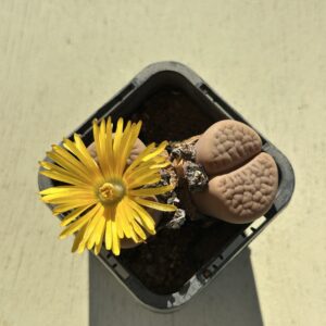 Lithops aka Living Stones