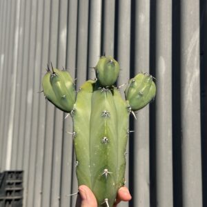 Myrtillocactus Geometrizans 10-15cm cutting