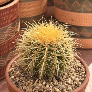 Echinocactus Grusonii (Golden Ball) 12-15cm diameter