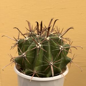 Ferocactus Herrerae 12-15cm diameter