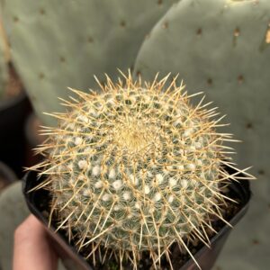 Mammillaria Celsiana 8cm