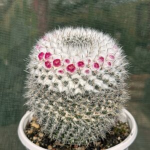 Mammillaria Woodsii 8cm