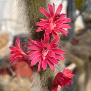 Monkeys Tail 8-10cm