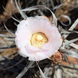 Tephrocactus Paprycanthus