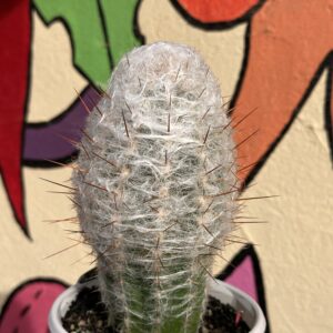 Oreocereus Trollii 15-18cm