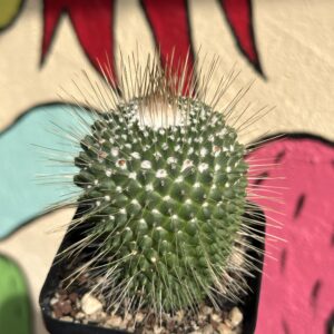 Mammillaria Spinosissima “un Pico” 5-8cm