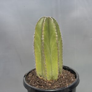 Mexican Fence Post 20-30cm