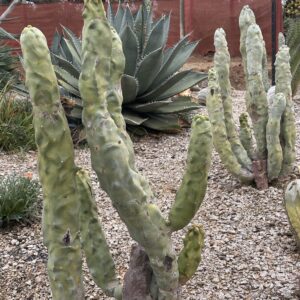 Lophocereus Schottii - Totem Pole