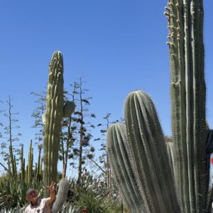 Pachycereus Pringlei - 30cm