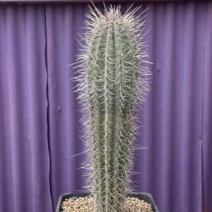 Pachycereus Pringlei 60cm