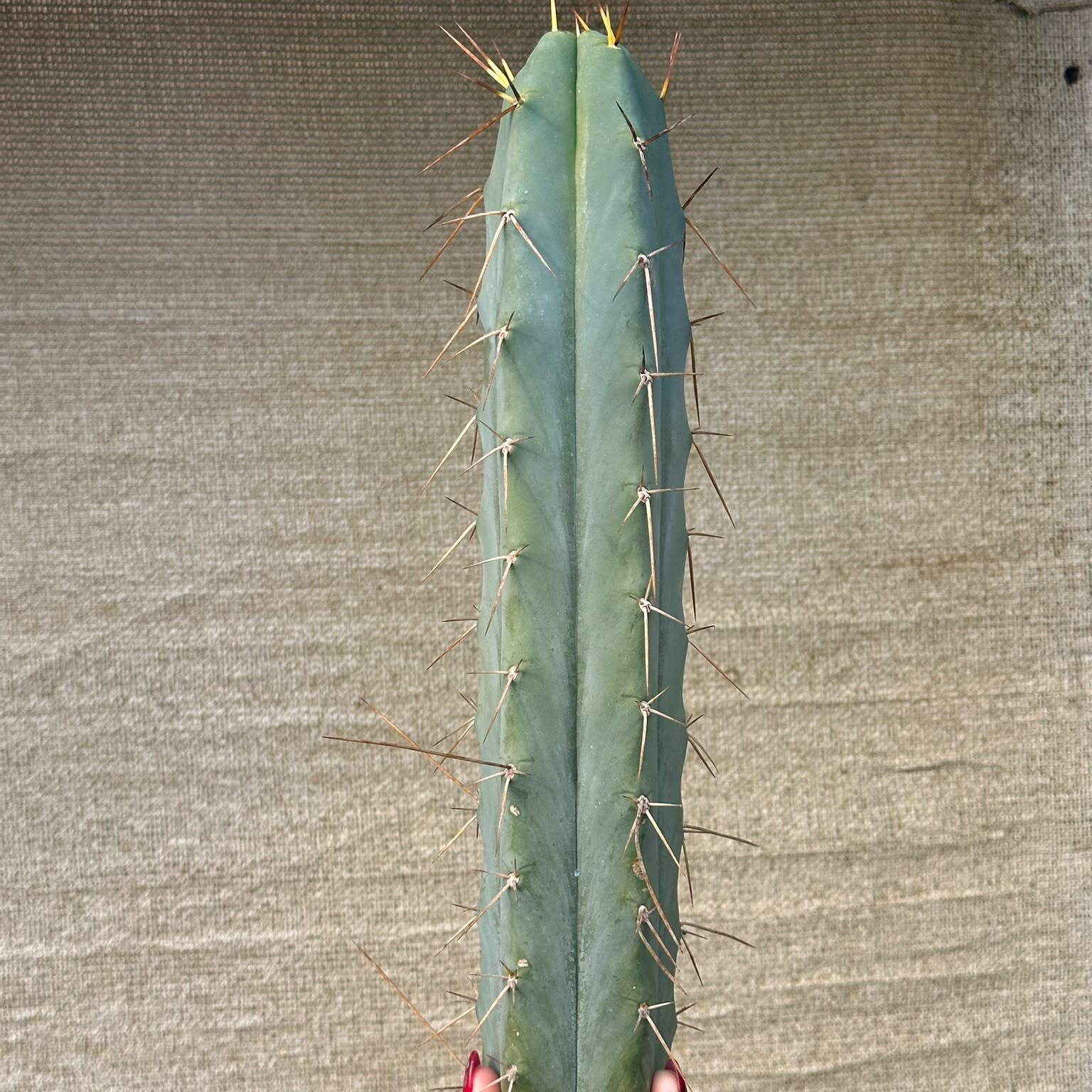 Trichocereus Psycho0 cutting held for scale, showing full length and spines