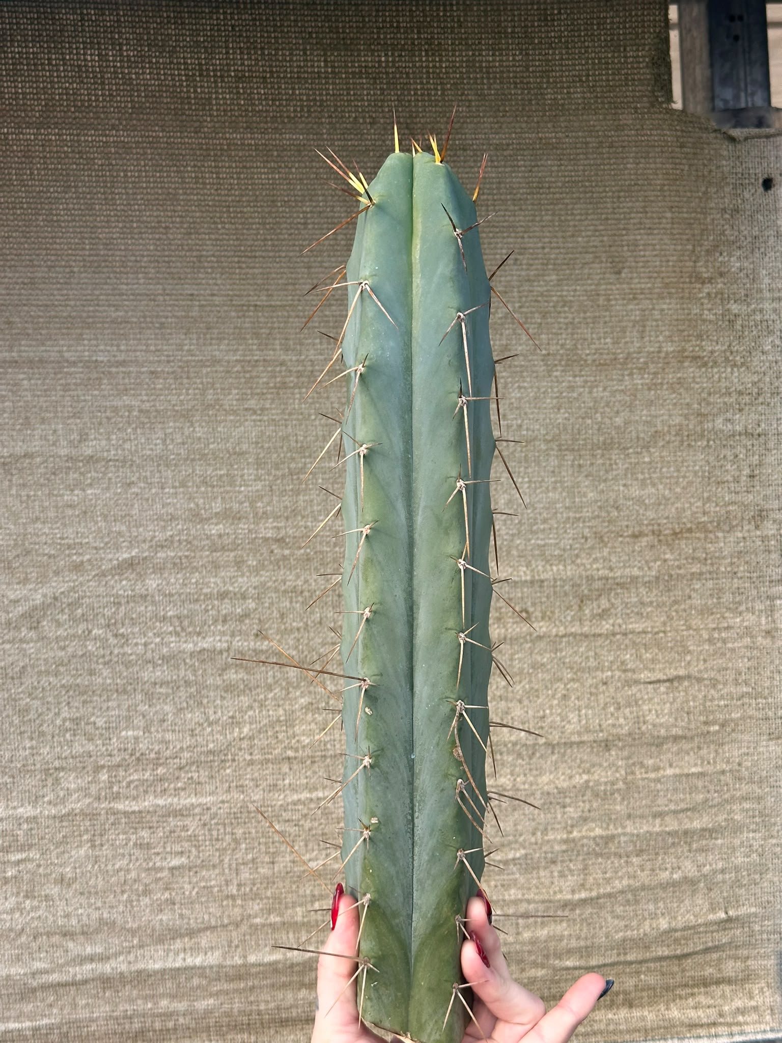 Trichocereus Psycho0 cutting held for scale, showing full length and spines