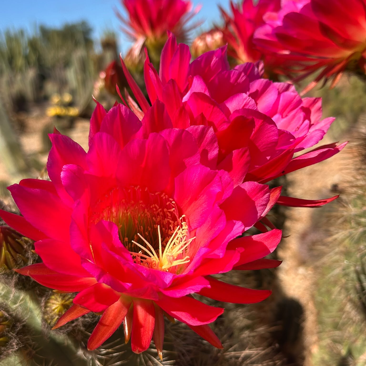 Binnie cactus with deep pink flowers in the Cactus Country garden