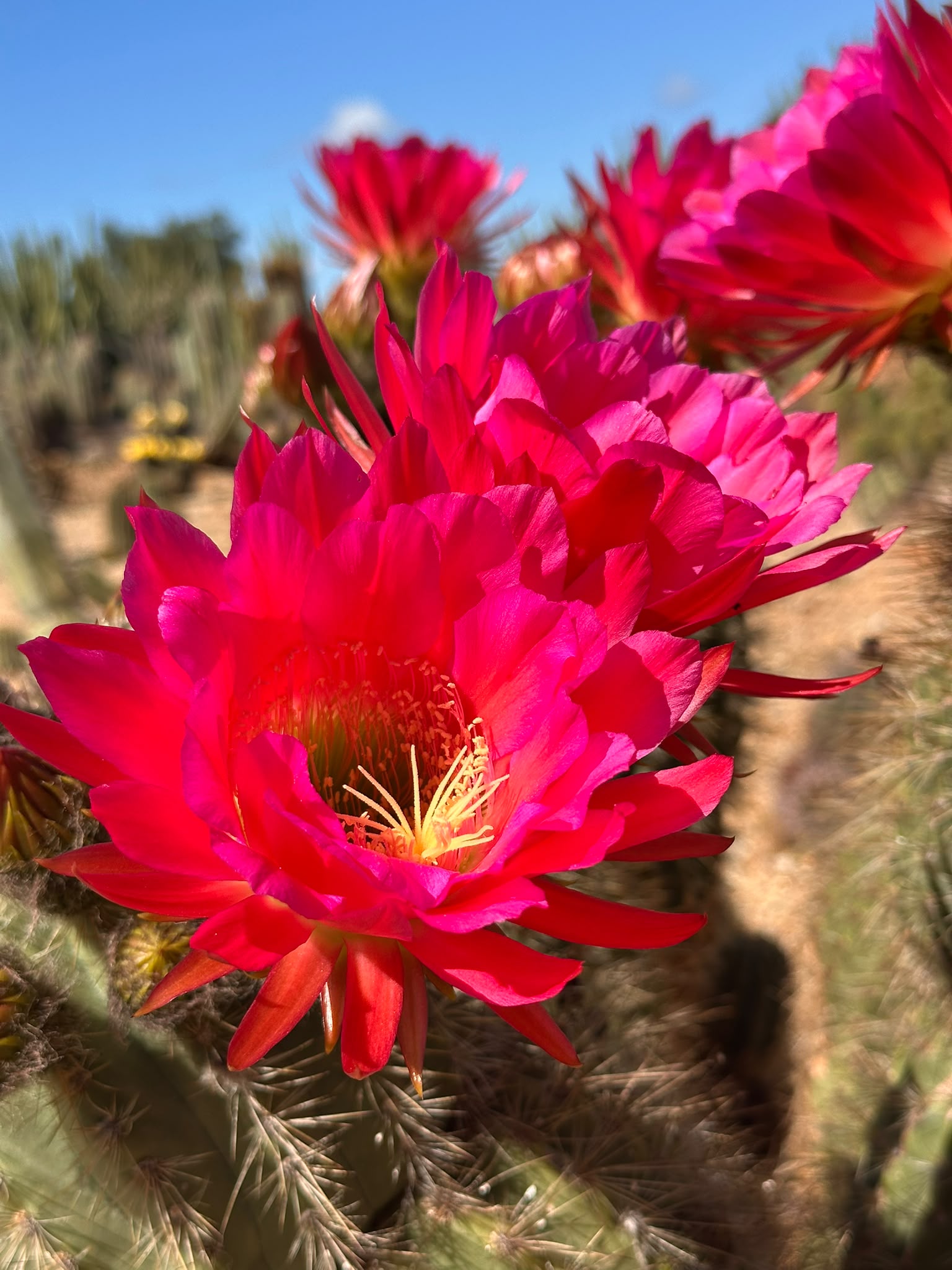 Binnie cactus with deep pink flowers in the Cactus Country garden