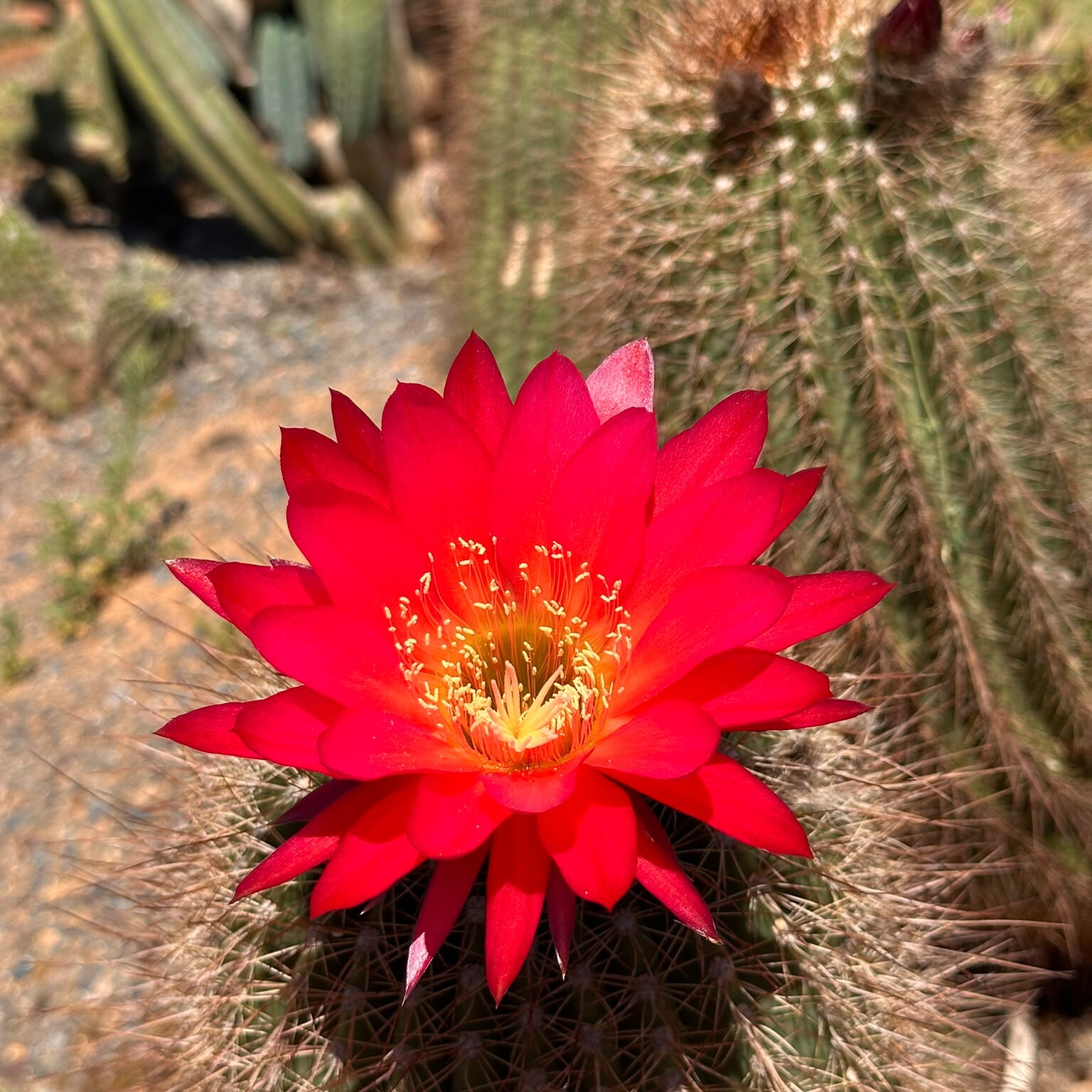 CC Red Crest cactus with a bright red flower at Cactus Country
