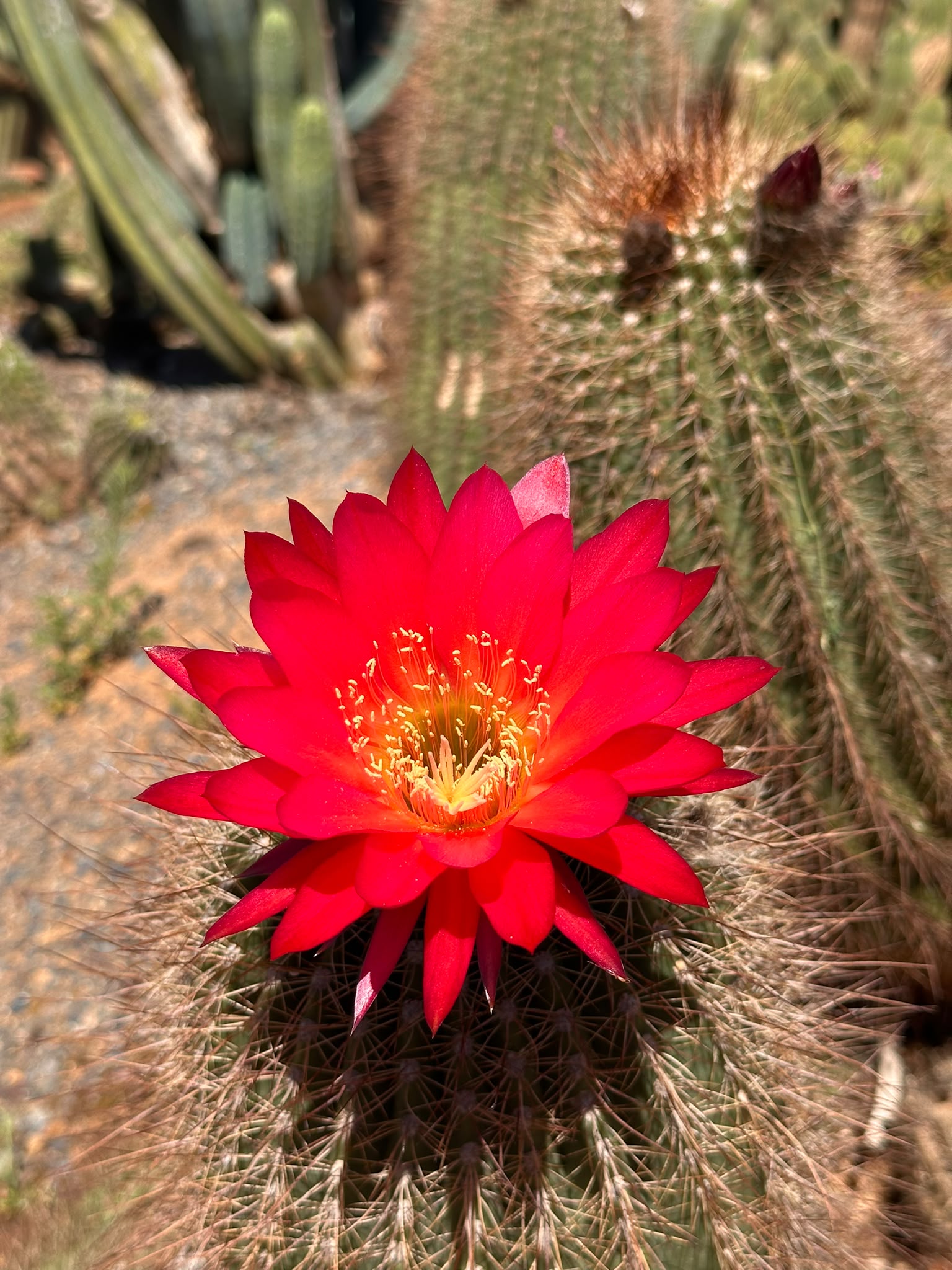 CC Red Crest cactus with a bright red flower at Cactus Country