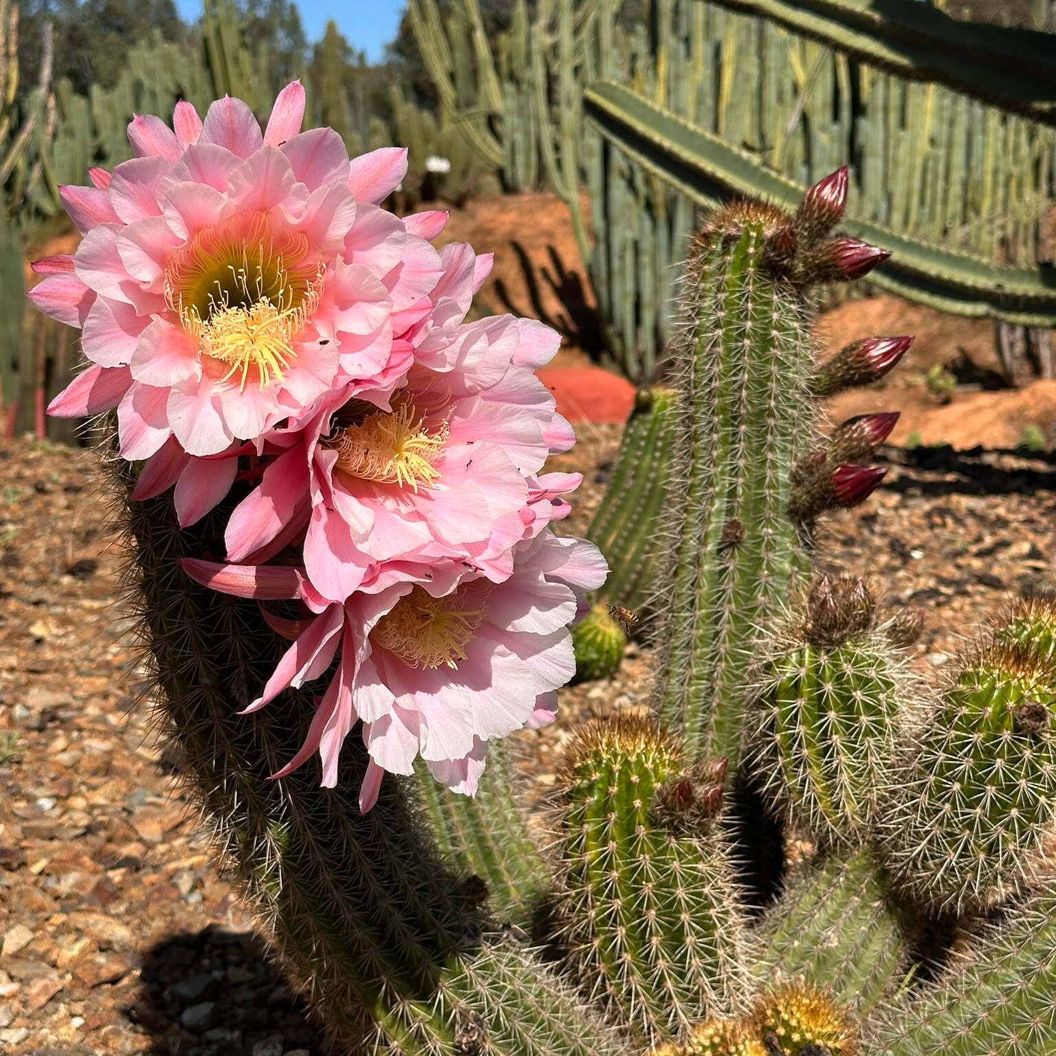Pink Lace cactus flowers on an established plant at Cactus Country