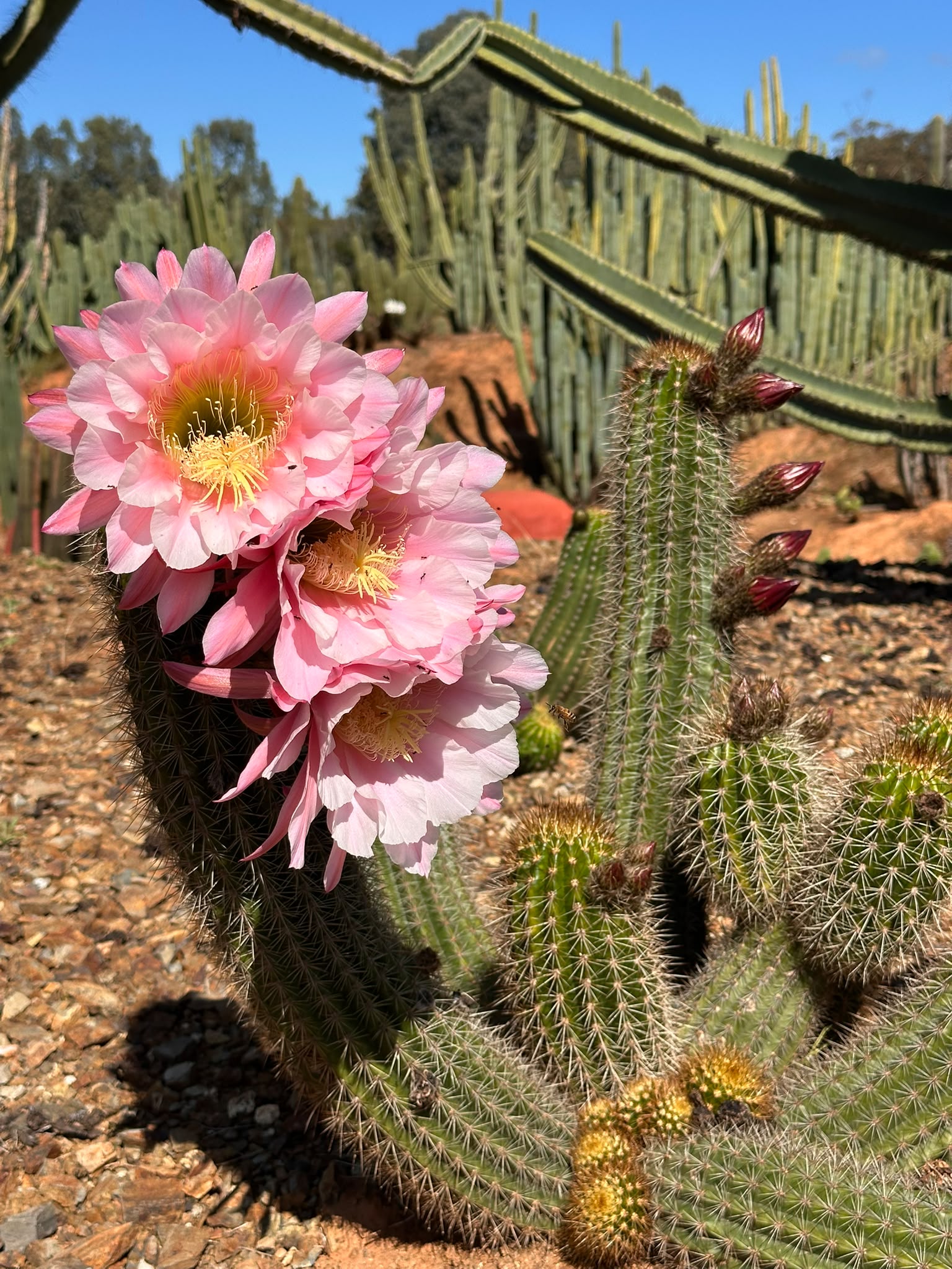 Pink Lace cactus flowers on an established plant at Cactus Country