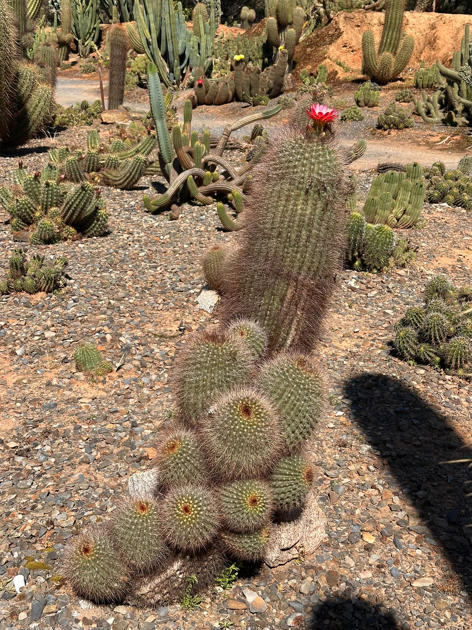 Laydown Hybrid cactus showing its low, spreading growth on the orange trail