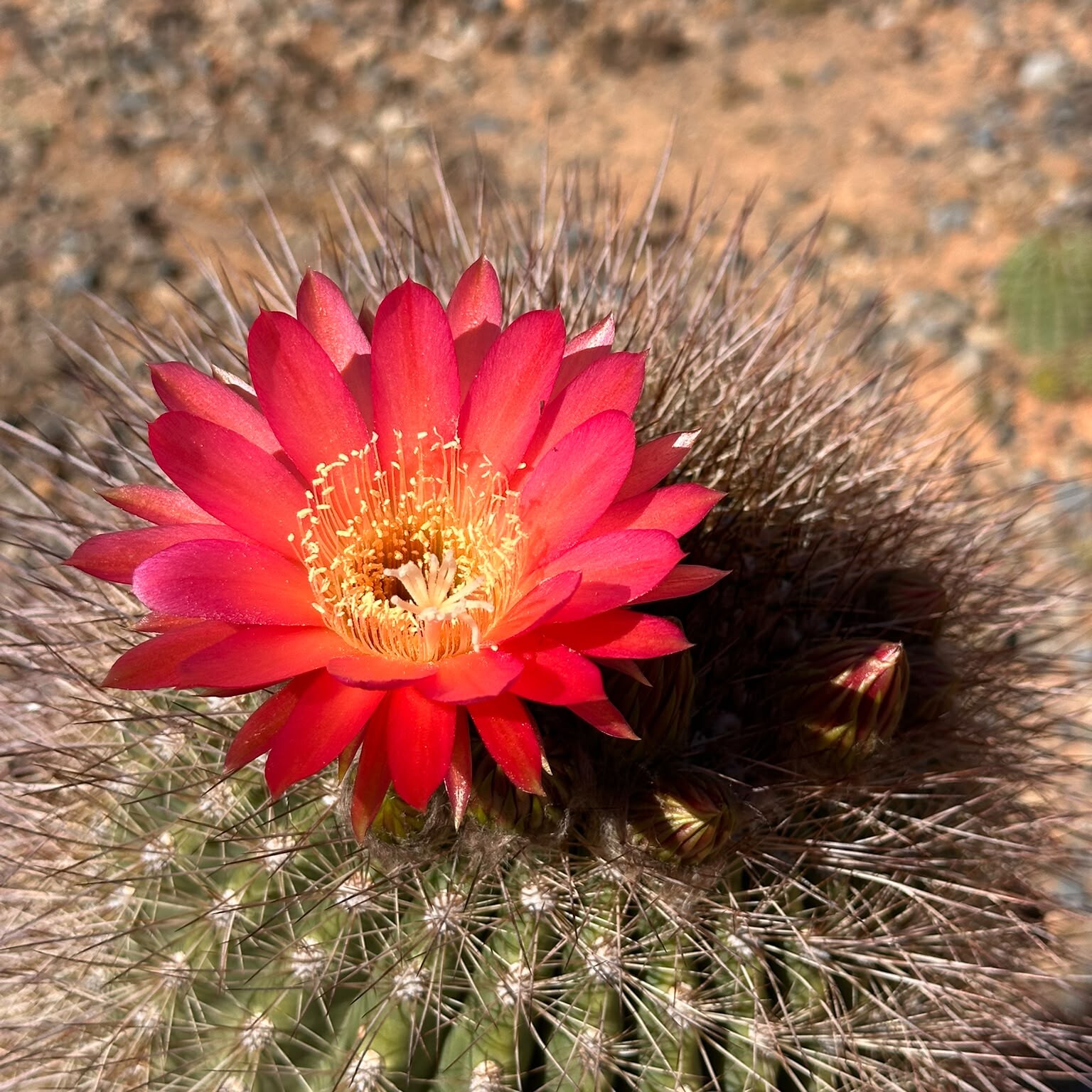 Laydown Hybrid red flower with an orange centre at Cactus Country