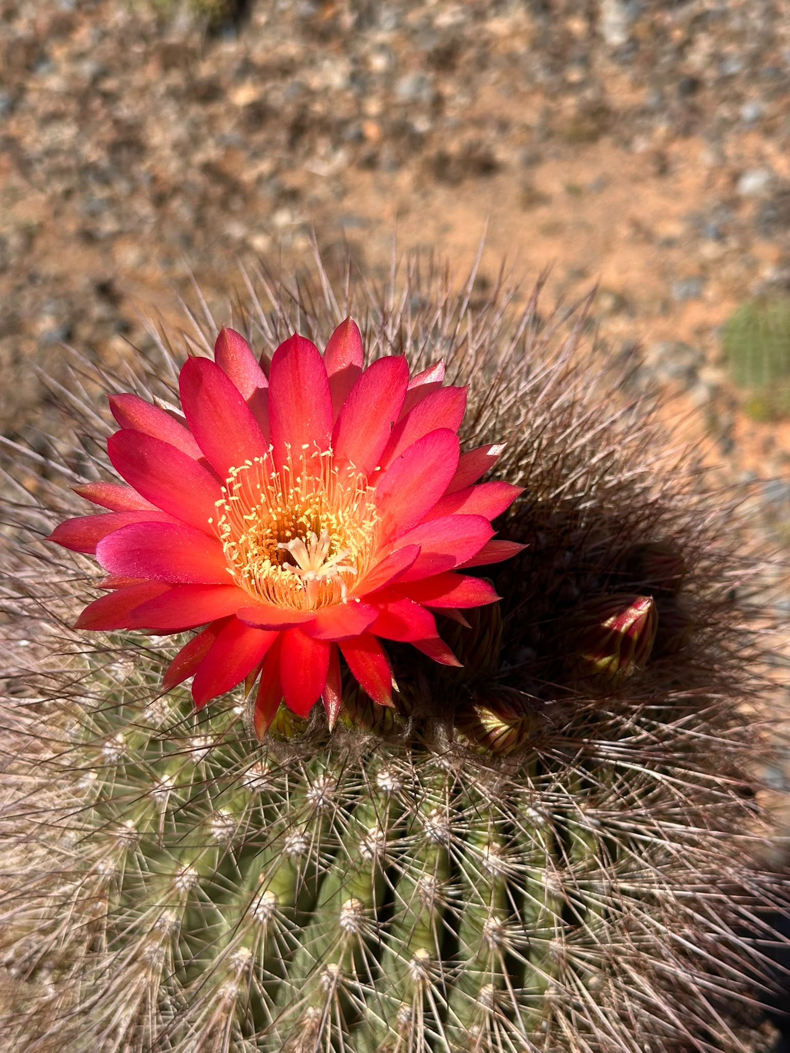 Laydown Hybrid red flower with an orange centre at Cactus Country