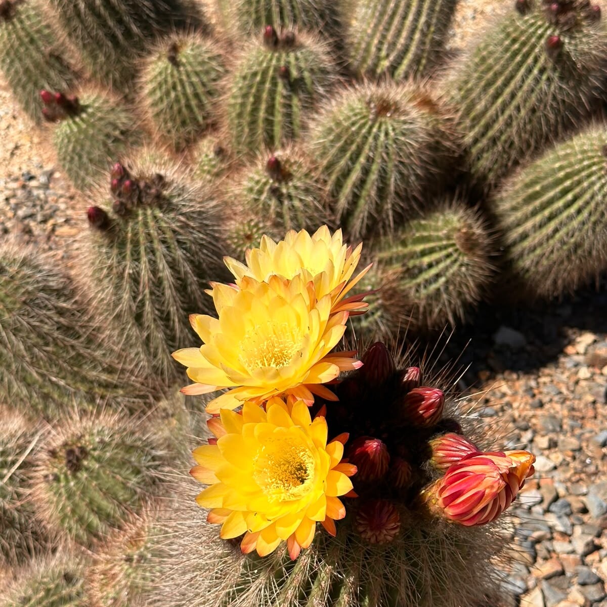 Yellow Soehrensia flowers on an established clump, showing the plant’s growth form