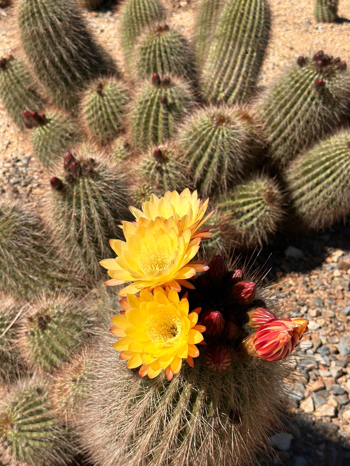 Yellow Soehrensia flowers on an established clump, showing the plant’s growth form